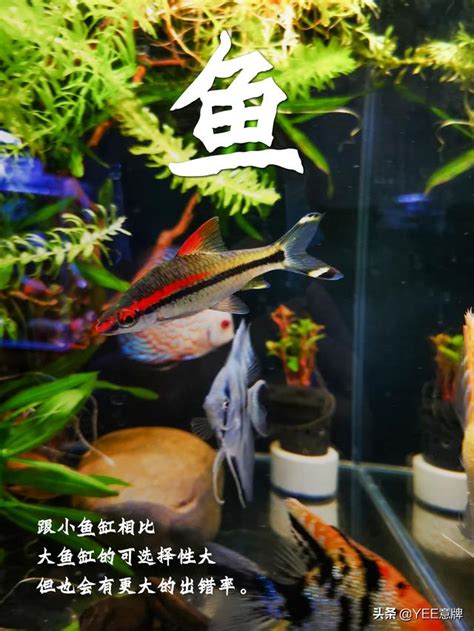 養幾條魚最好|一個魚缸養多少魚合適，從風水學及科學的角度來告訴你！